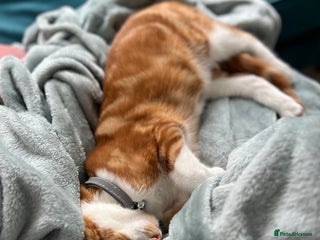 British Shorthair cats - Advert 11