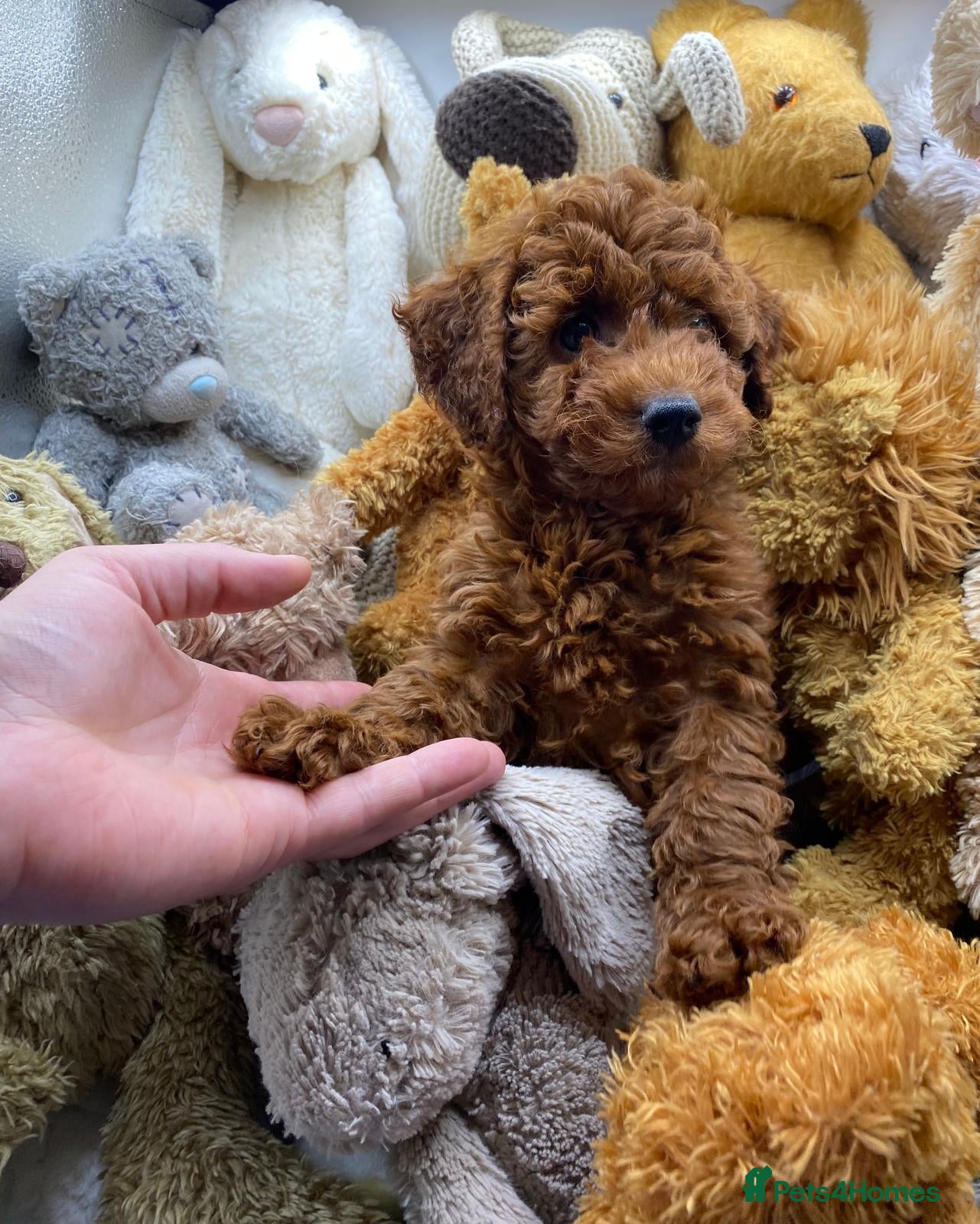 Cavapoo dogs Stunning Micro Asian Poodle x Cavapoo F1B puppies - Advert 2