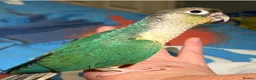 Conures birds for sale: Beautiful hand reared conure babies in Darlington - Advert 19