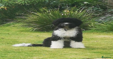 Portuguese Water Dog dogs - Advert 4