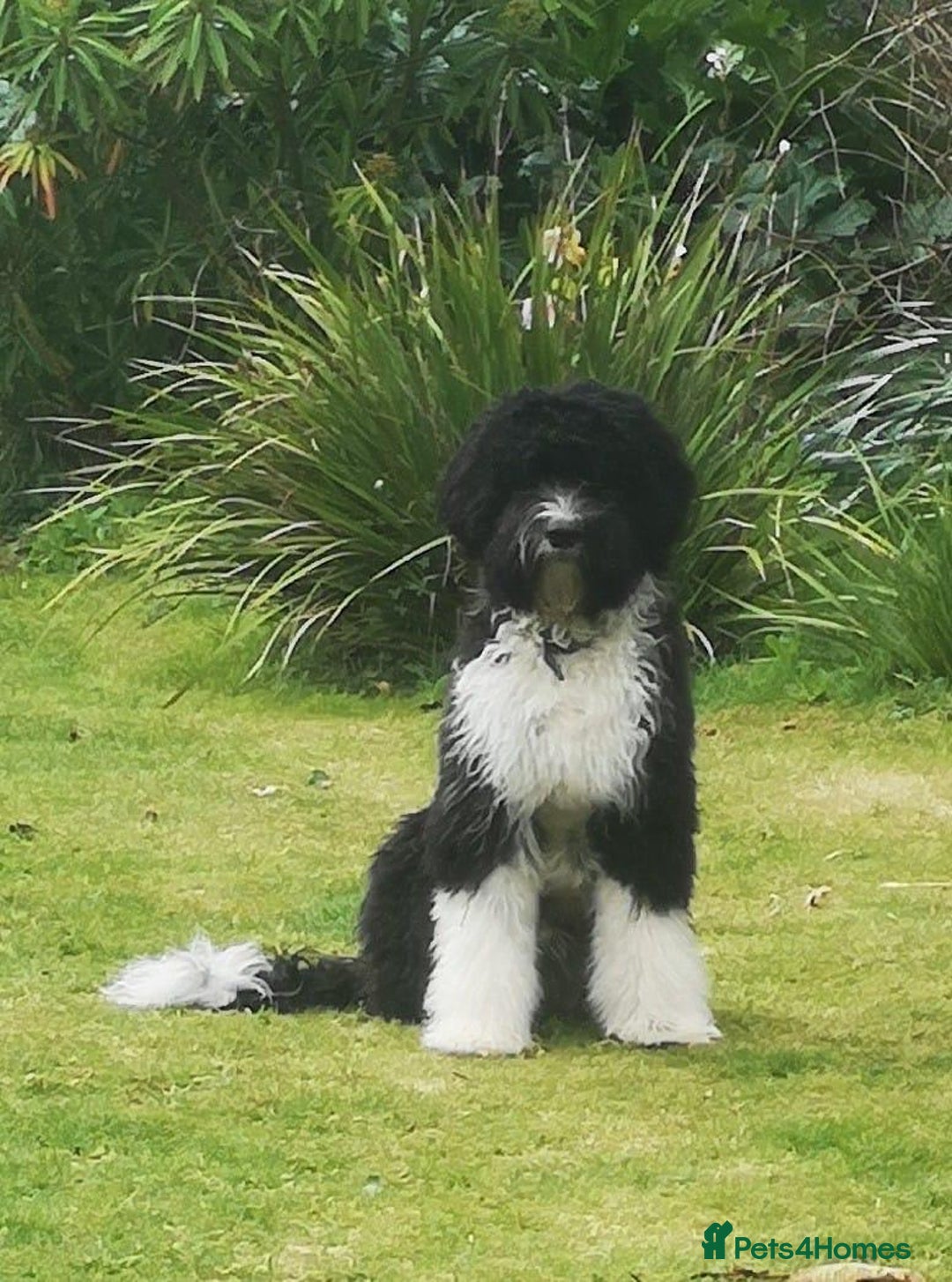 Portuguese Water Dog dogs for sale: Art Nouveau - Image 8