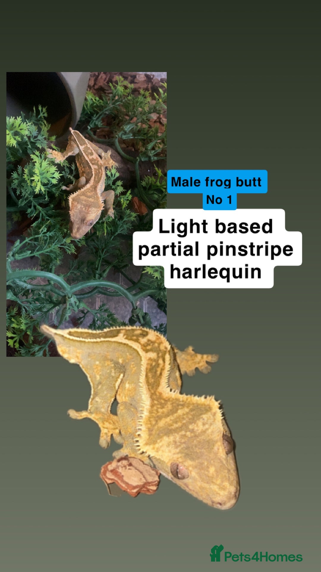 Gecko reptiles for sale: Free male cresties - Advert 1