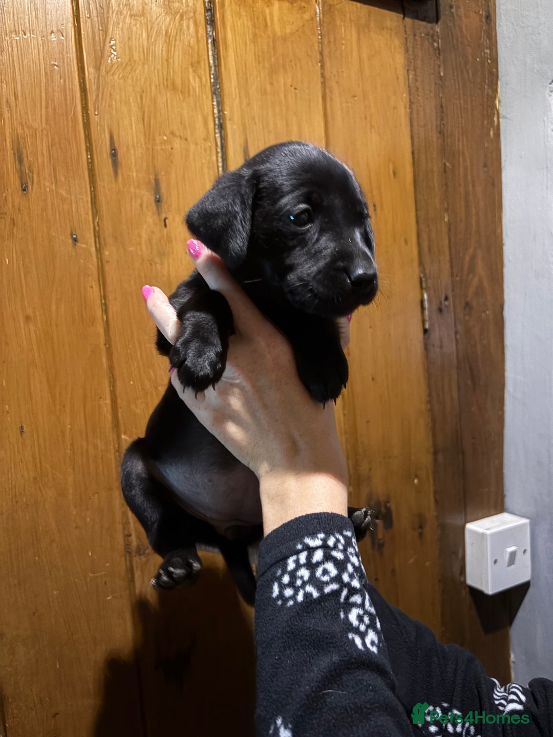 Labrador Retriever dogs for sale: Ready to leave now 3 gorgeous males pups left  - Advert 22