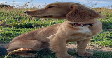Cocker Spaniel dogs - Advert 2