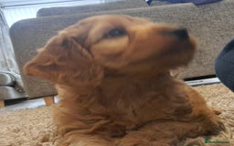 Cockapoo dogs for sale: Beautiful F1 red/golden cockapoo puppies - Image 6
