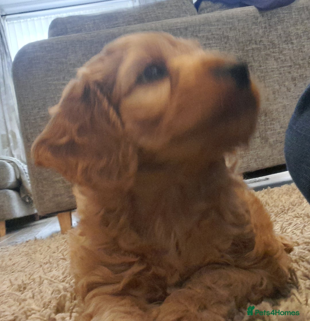 Cockapoo dogs for sale: Beautiful F1 red/golden cockapoo puppies - Image 6