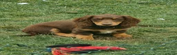 Miniature Dachshund dogs for sale: Puppies of the miniature long-haired dachshund.  - Advert 9