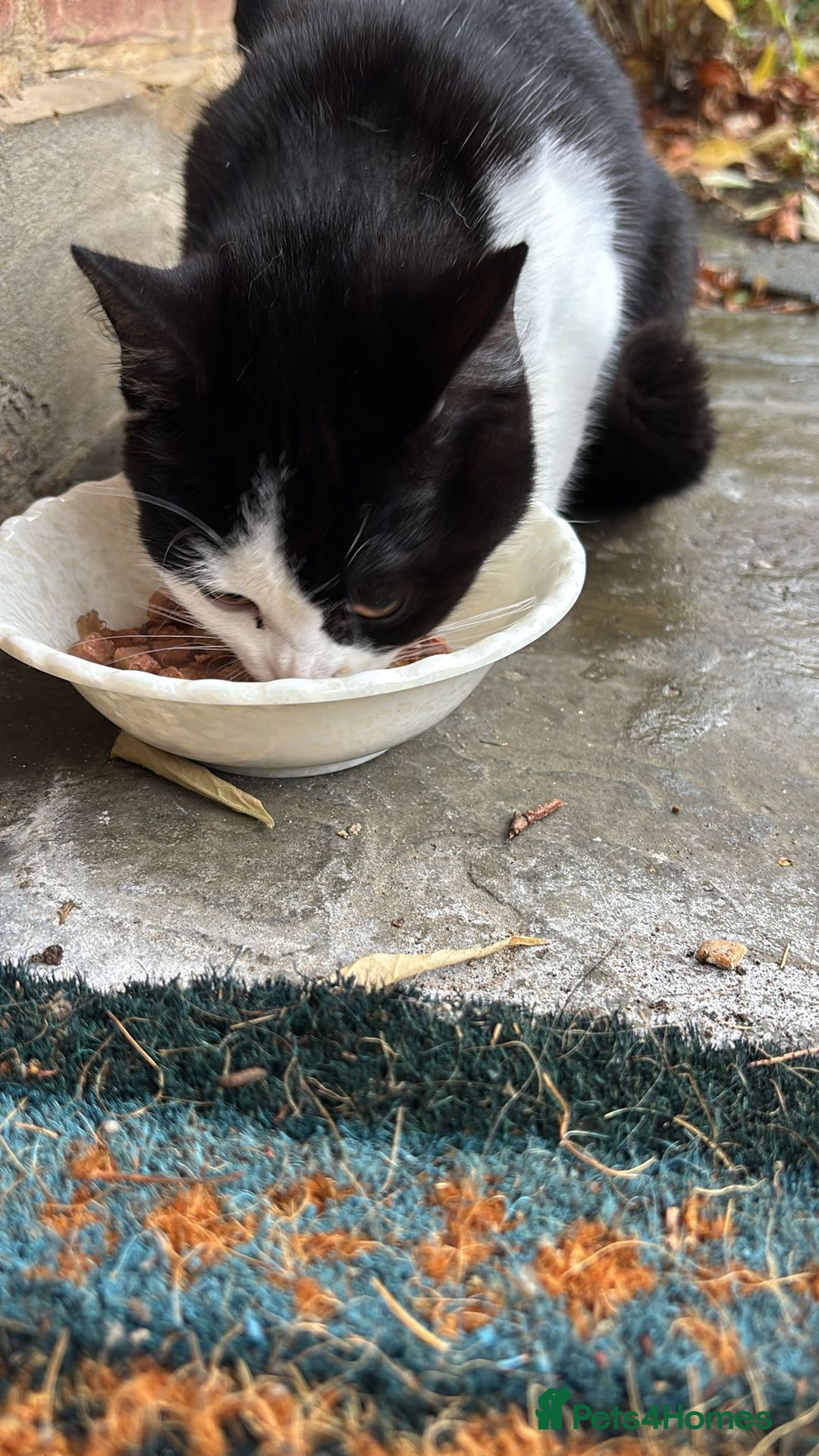 Mixed Breed cats for adoption: 4 month old kitten needs forever home - Advert 2