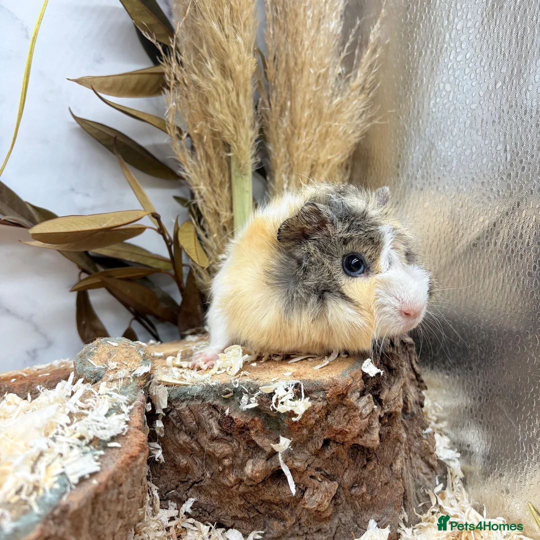 Guinea Pig rodents for sale: Multiple Female Guinea Pigs for sale 💗 - Advert 1