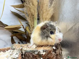 Guinea Pig rodents Multiple Female Guinea Pigs for sale 💗 - Advert 2