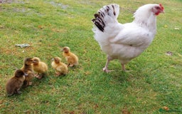 Ducks poultry for sale: White Sussex Hen with 5 Ducklings  - Image 2