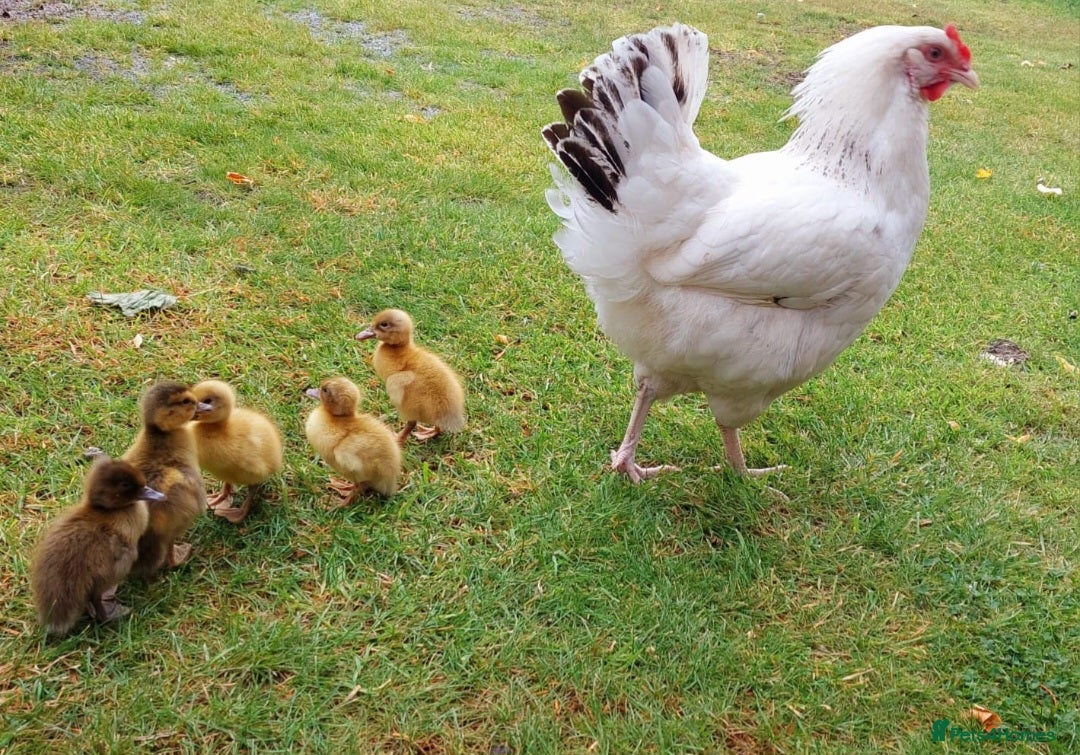 Ducks poultry for sale: White Sussex Hen with 5 Ducklings  - Image 2