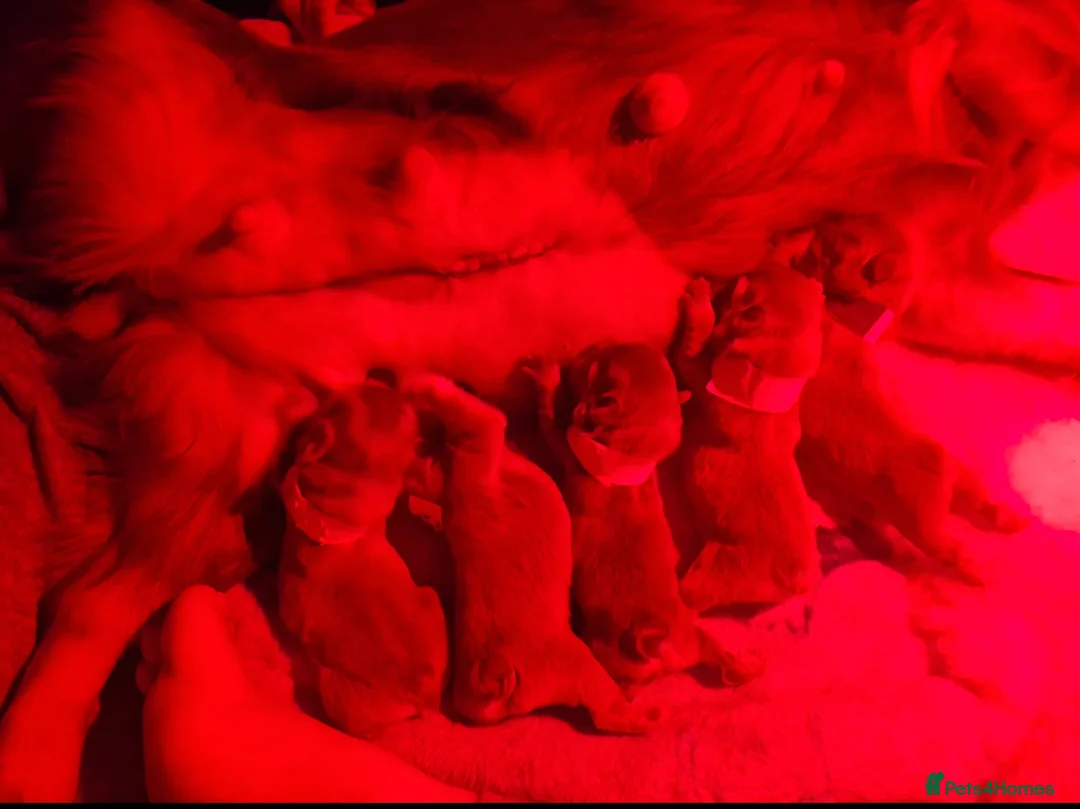 French Bulldog dogs for sale:  Lilac & Tan Fluffy French Bulldog for Sale. - Advert 9