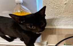 British Shorthair cats for sale: Kittens urgently need a new home - Image 6