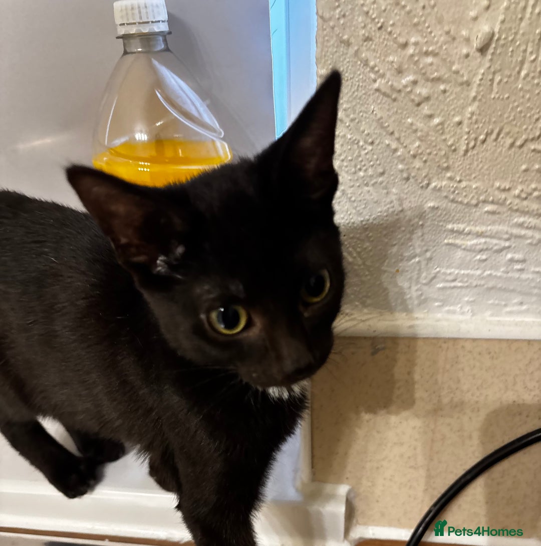 British Shorthair cats for sale: Kittens urgently need a new home - Image 6