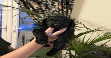 Cockapoo dogs - Advert 2