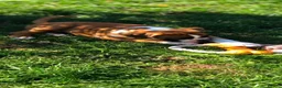 Boxer dogs for sale: Boxer pups  - Advert 2