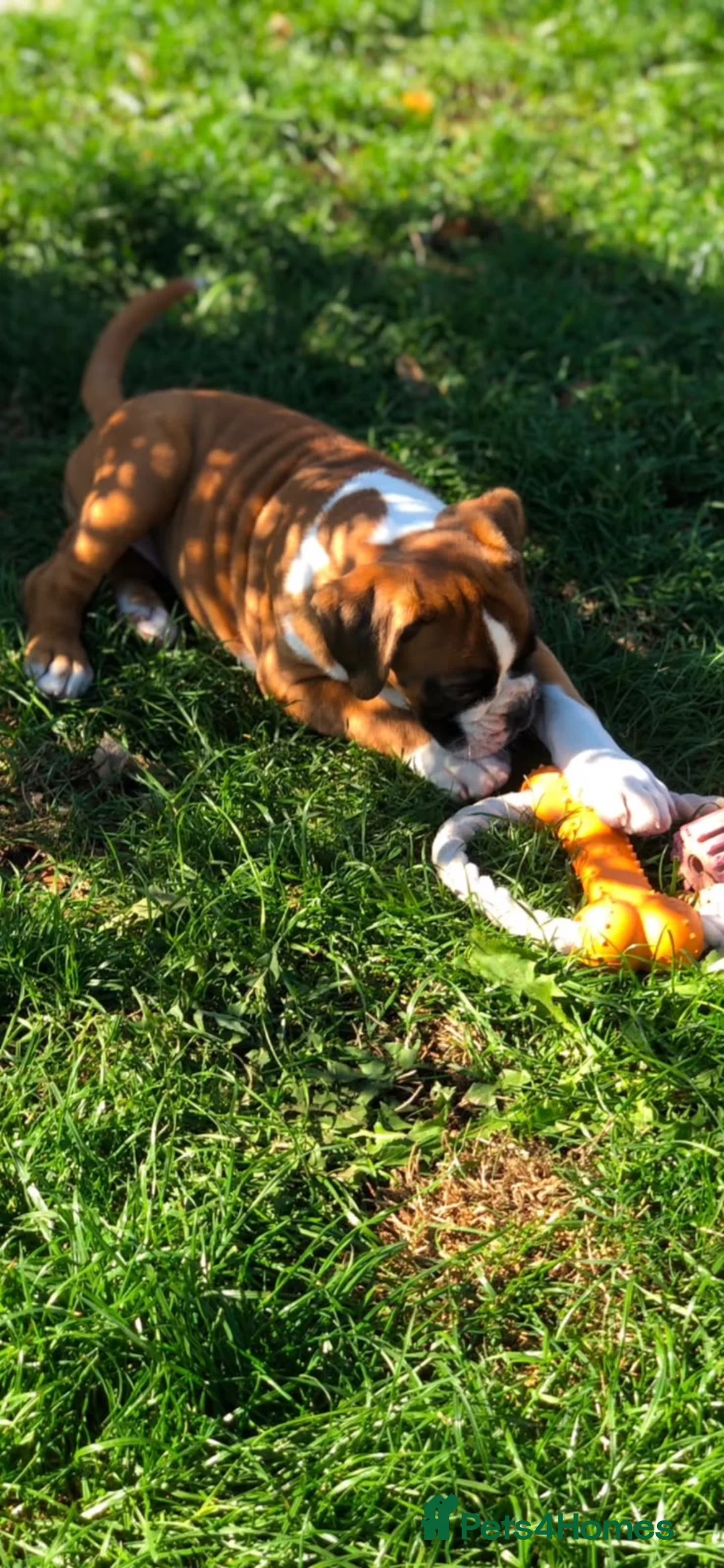Boxer dogs for sale: Boxer pups  - Advert 2