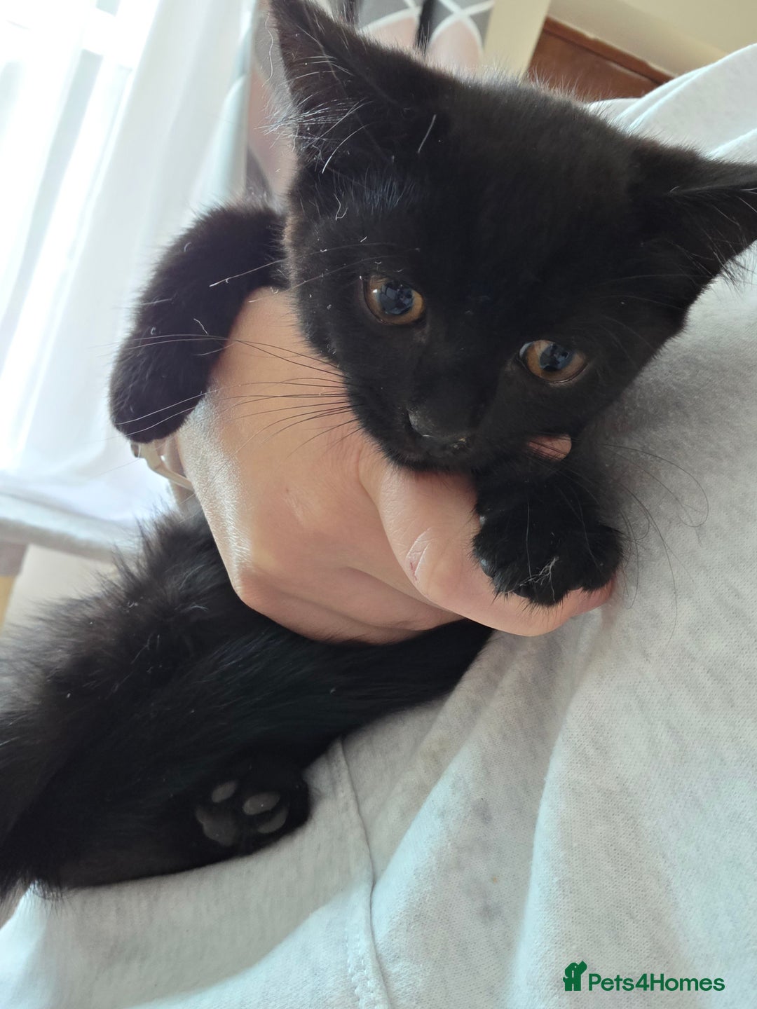 Mixed Breed cats for sale: British shorthair mixed kitten and mother  - Image 8