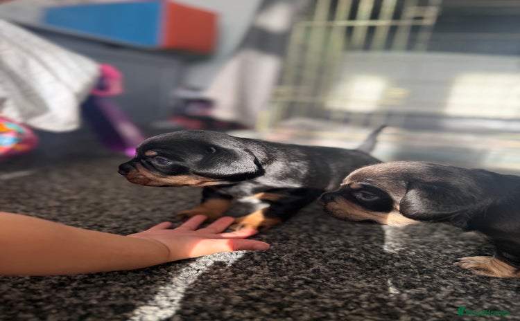 Mixed Breed dogs - Advert 2