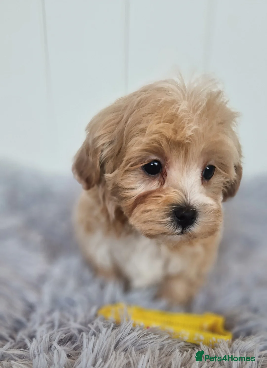 Maltipoo dogs for sale:  Beautiful health clear Maltipoo's - Advert 11