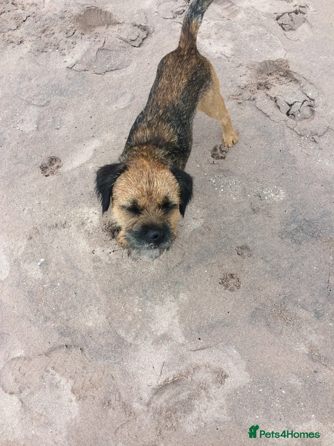 Border Terrier dogs for stud: KC Border terrier stud only - Advert 2