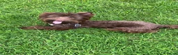 Yorkshire Terrier dogs for sale: Yorkshire terrier boys - Advert 9