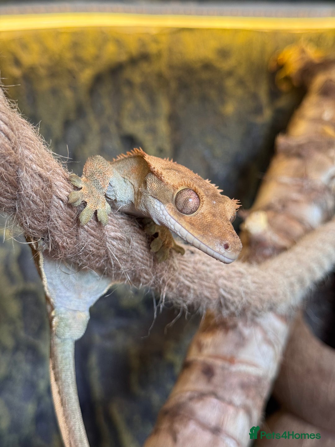 Gecko reptiles for sale: friendly Crested Gecko a rare changing colours! - Image 5