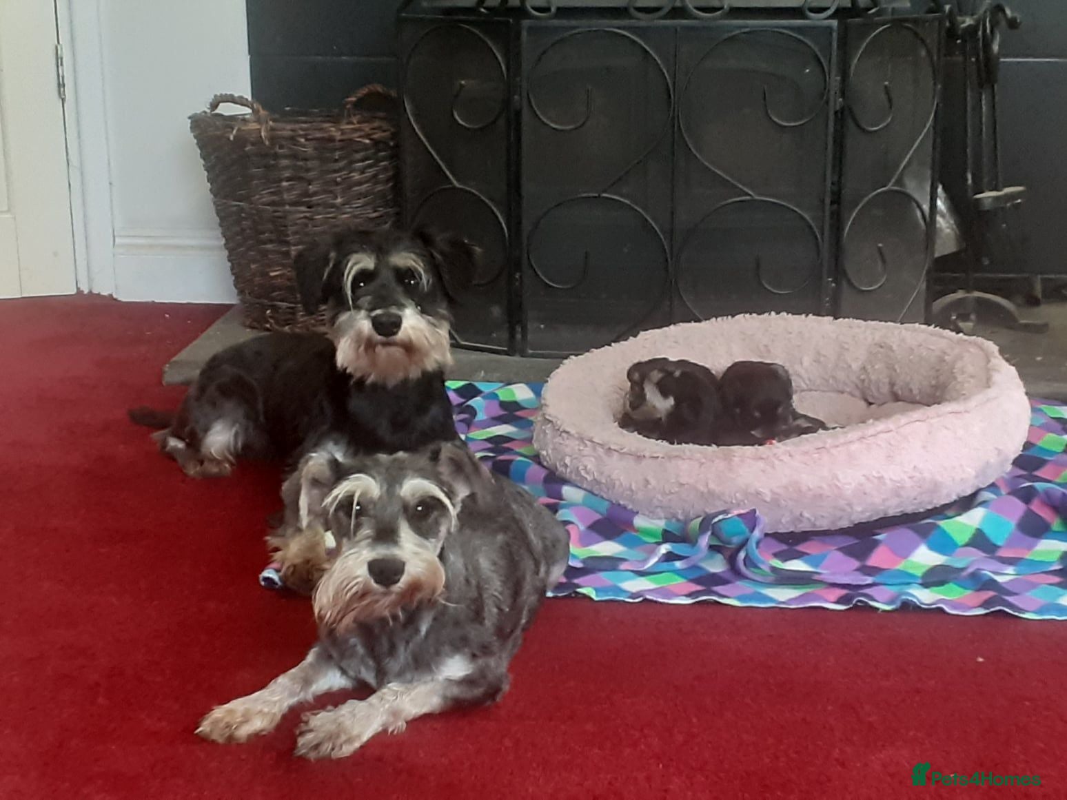 Miniature Schnauzer dogs 3 stunning Mini schnauzer girls - Advert 5
