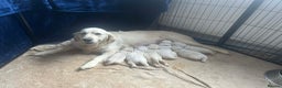 Golden Retriever dogs for sale: Golden Retriver puppies  - Advert 16