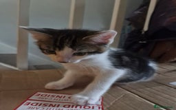 Mixed Breed cats for sale: 2 boys and girls for sale - Image 6