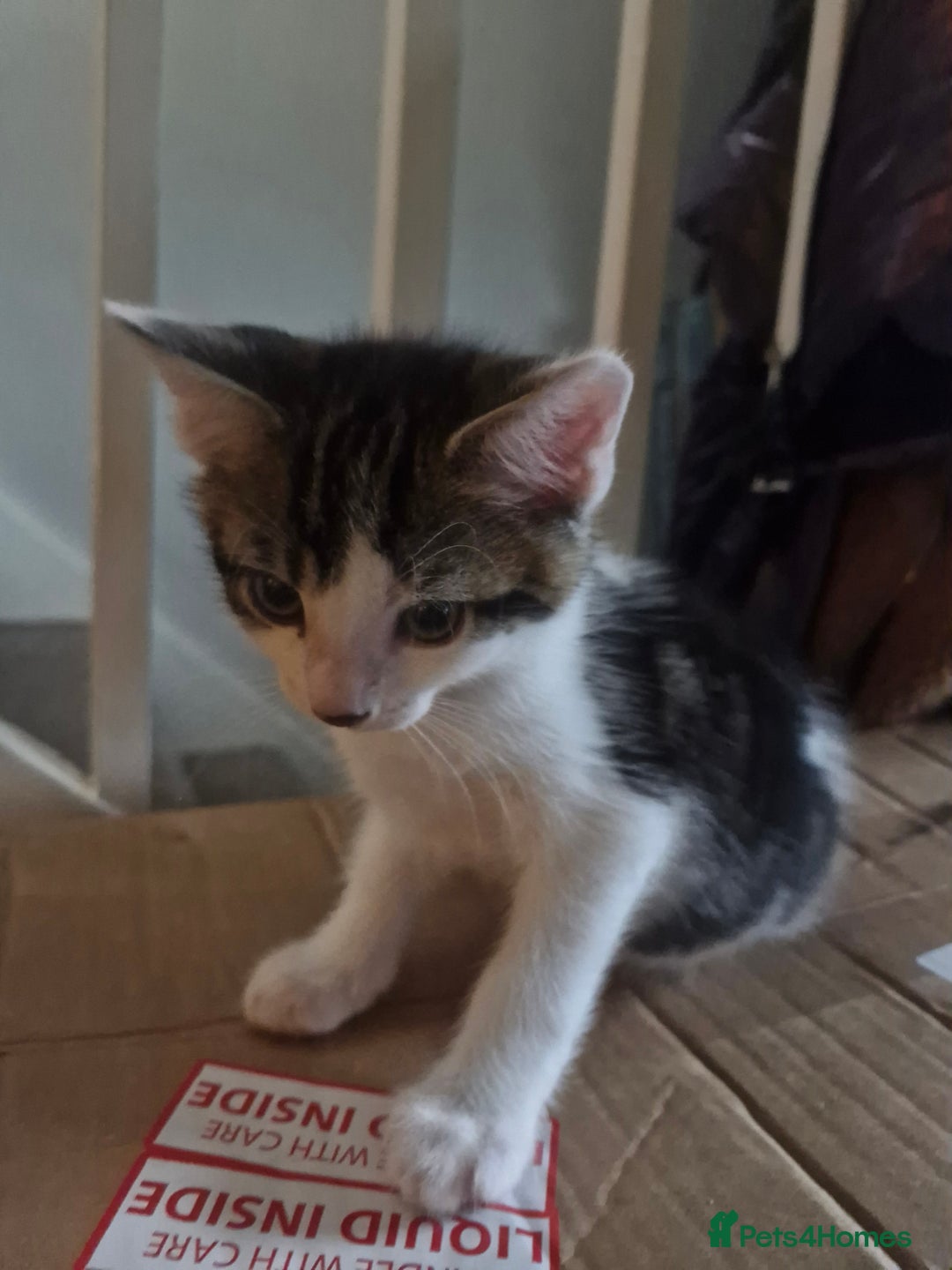 Mixed Breed cats for sale: 2 boys and girls for sale - Image 6