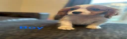 Cavalier King Charles Spaniel dogs for sale: CAVALIER KING CHARLES PUPS READY NOW KC REG  - Advert 8
