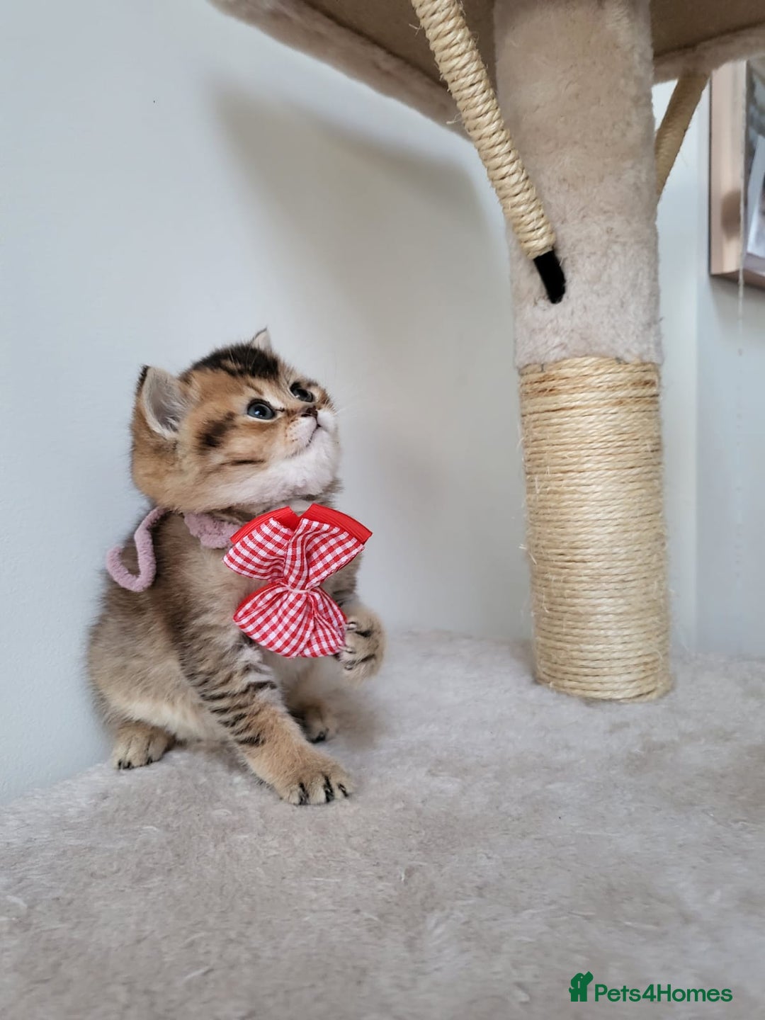 British Shorthair cats for sale:  **  **  **  ** BRITISH SHORTLY **  **  **  **   - Advert 2