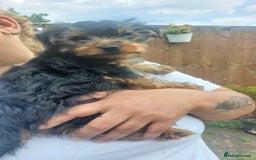 Yorkshire Terrier dogs for sale: 🐶✨ Adorable Yorkshire Terrier Puppy’s  in London - Image 3