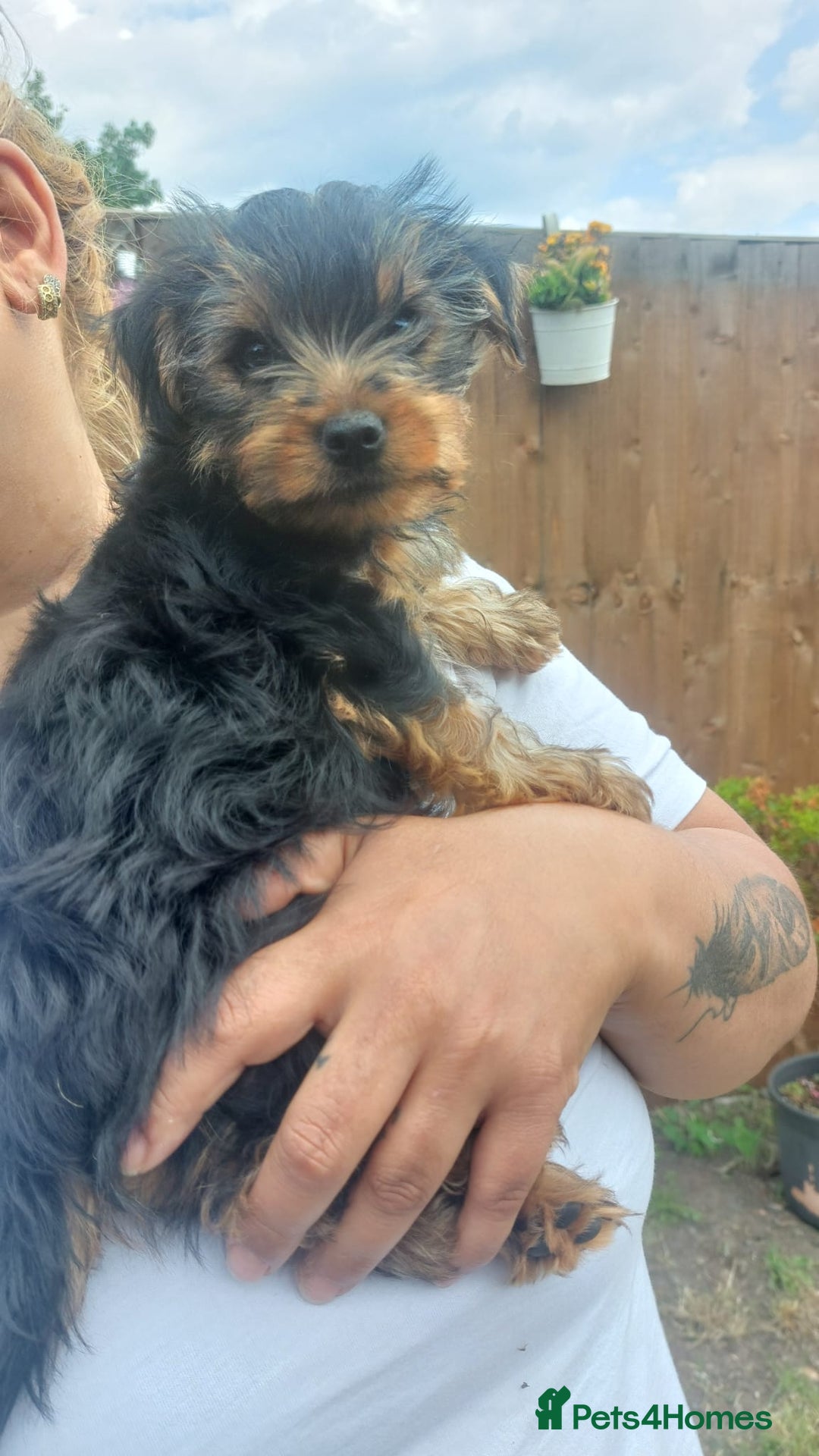 Yorkshire Terrier dogs for sale: 🐶✨ Adorable Yorkshire Terrier Puppy’s  in London - Image 3
