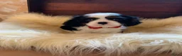 Cavalier King Charles Spaniel dogs for sale: 5* Licensed RKC H/T Gorgeous Cavalier KC - Advert 9