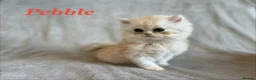 Persian cats for sale: 5 Beautiful Pure Persian Kittens - Advert 14