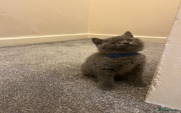 British Shorthair cats for sale: British shorthair Boys  - Advert 6