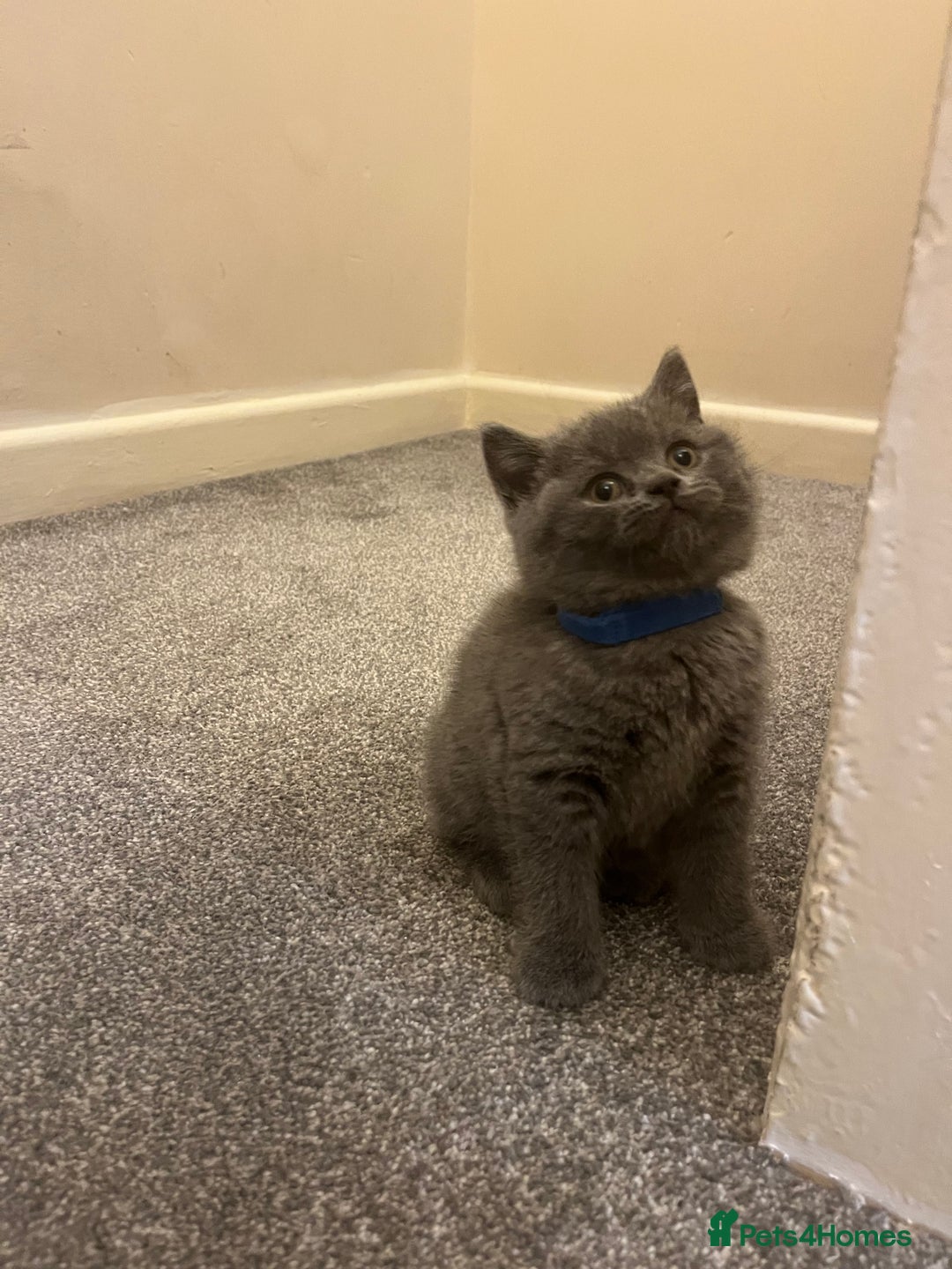 British Shorthair cats for sale: British shorthair Boys  - Advert 6