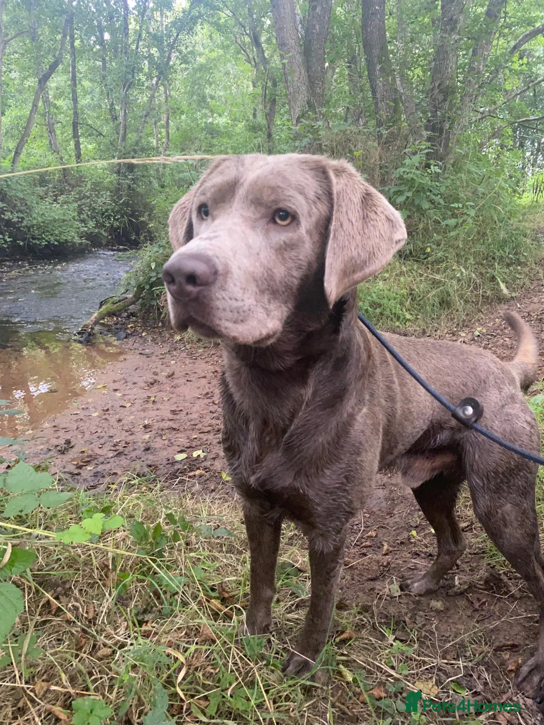 Labrador Retriever dogs for stud: Perfect Well Proven Health Tested Silver Stud in Appleby-in-Westmorland - Advert 8