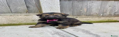 German Shepherd Puppy 4 pink collar