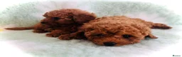 Toy Poodle dogs for sale: Miniature Toy Poodles in Chatteris - Advert 7