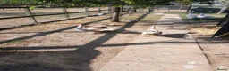 Ducks poultry for sale: 2 Muscovy Drakes - Advert 5