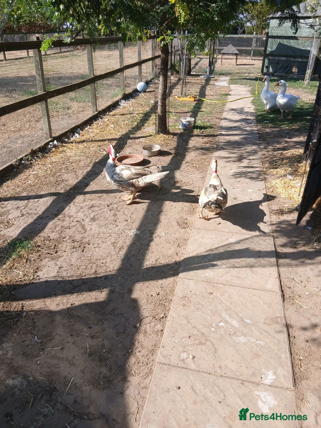 Ducks poultry for sale: 2 Muscovy Drakes - Advert 5