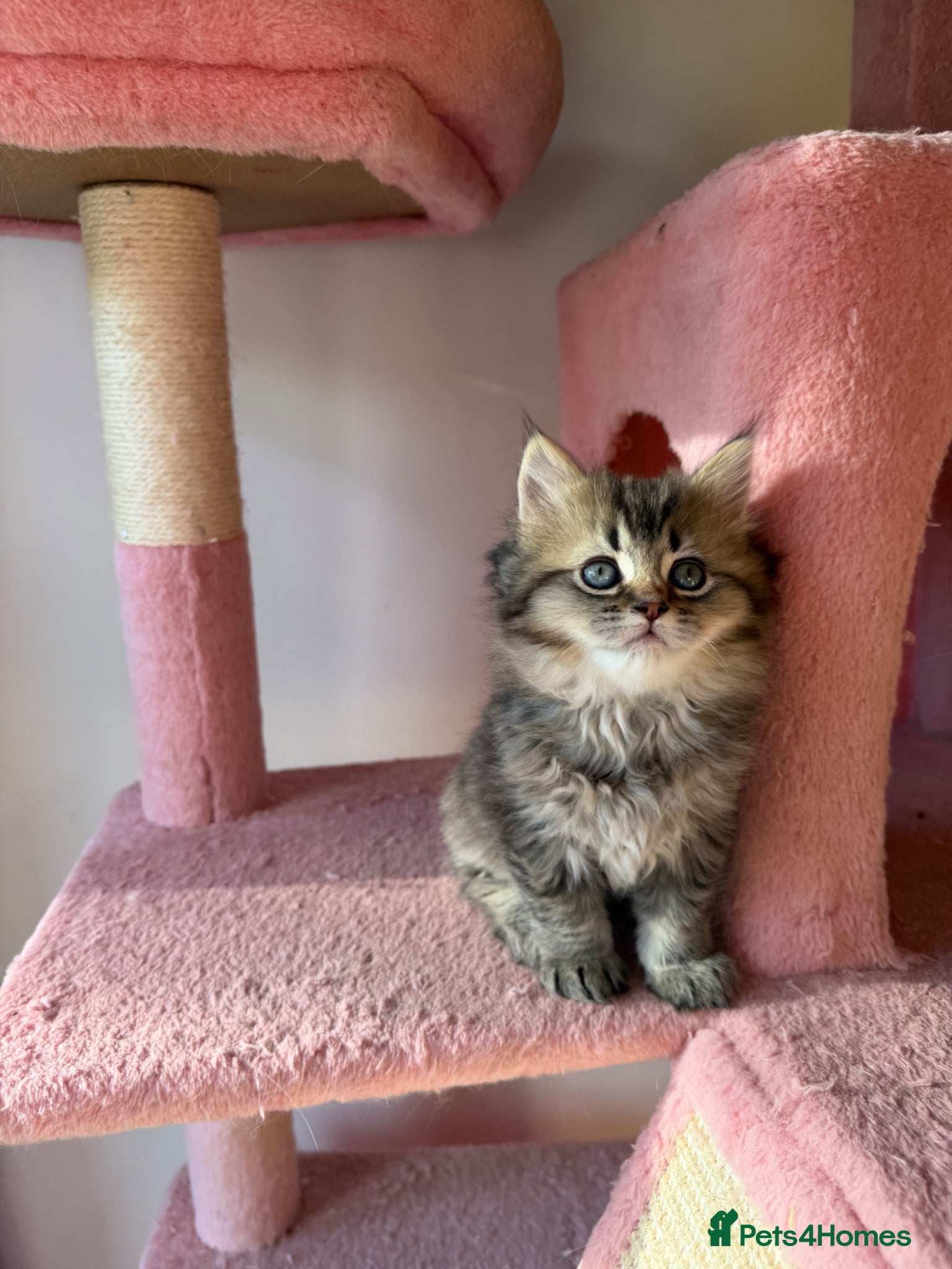 British Longhair cats Looking for a new home !!!! - Advert 18