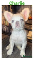 French Bulldog dogs REDUCED! Fluffy French Bulldog Puppies - Advert 9