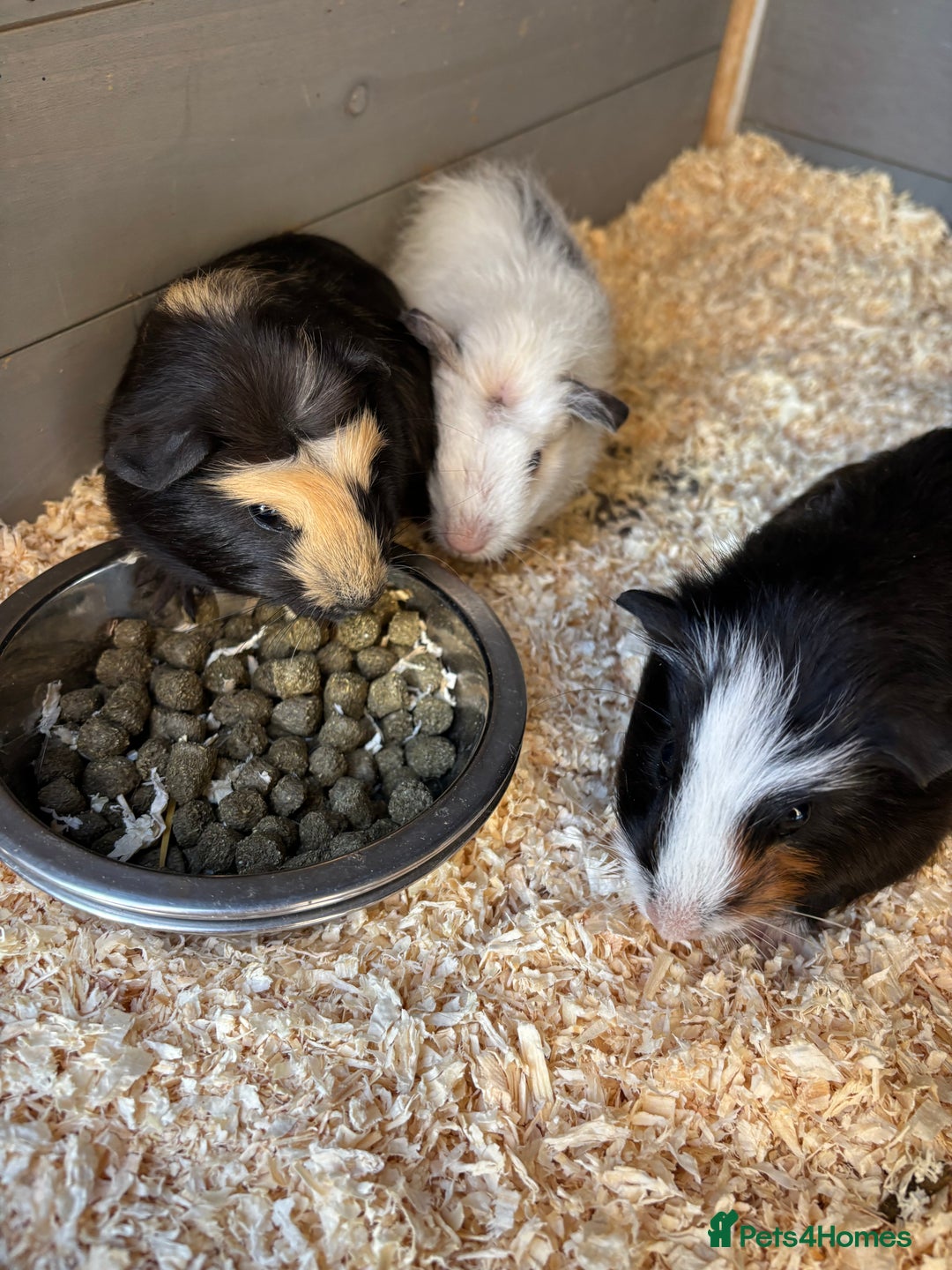 Guinea Pig rodents for sale: Two baby boy guinea pigs looking for a new home  - Image 5