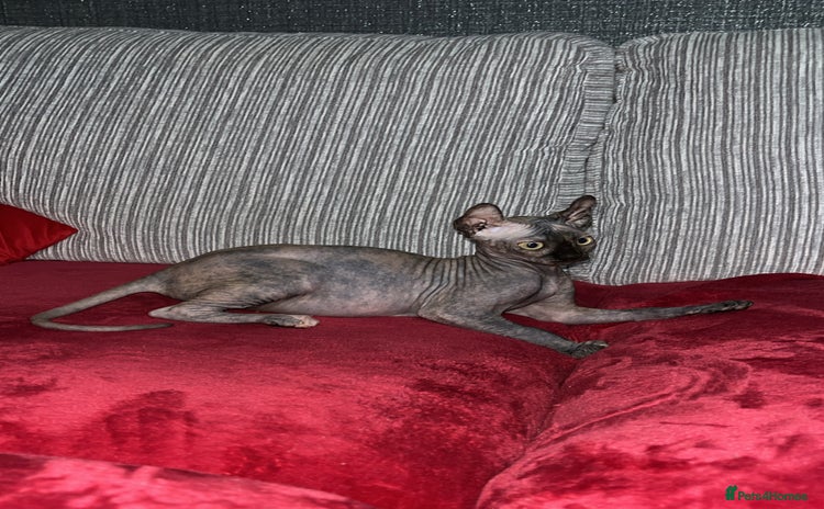 Sphynx cats - Advert 2