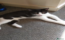 Mixed Breed cats for sale: One little tuxedo 🥰 - Image 9
